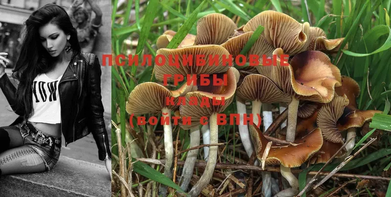 Псилоцибиновые грибы Psilocybine cubensis  Бежецк 